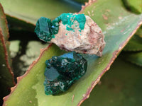 Natural Dioptase on Dolomite Matrix Specimens x 23 From Likasi, Congo