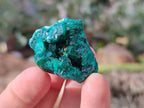 Natural Dioptase on Dolomite Matrix Specimens x 23 From Likasi, Congo - Toprock Gemstones and Minerals 