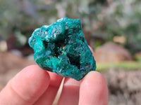 Natural Dioptase on Dolomite Matrix Specimens x 23 From Likasi, Congo