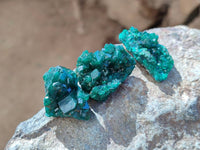 Natural Dioptase on Dolomite Matrix Specimens x 23 From Likasi, Congo