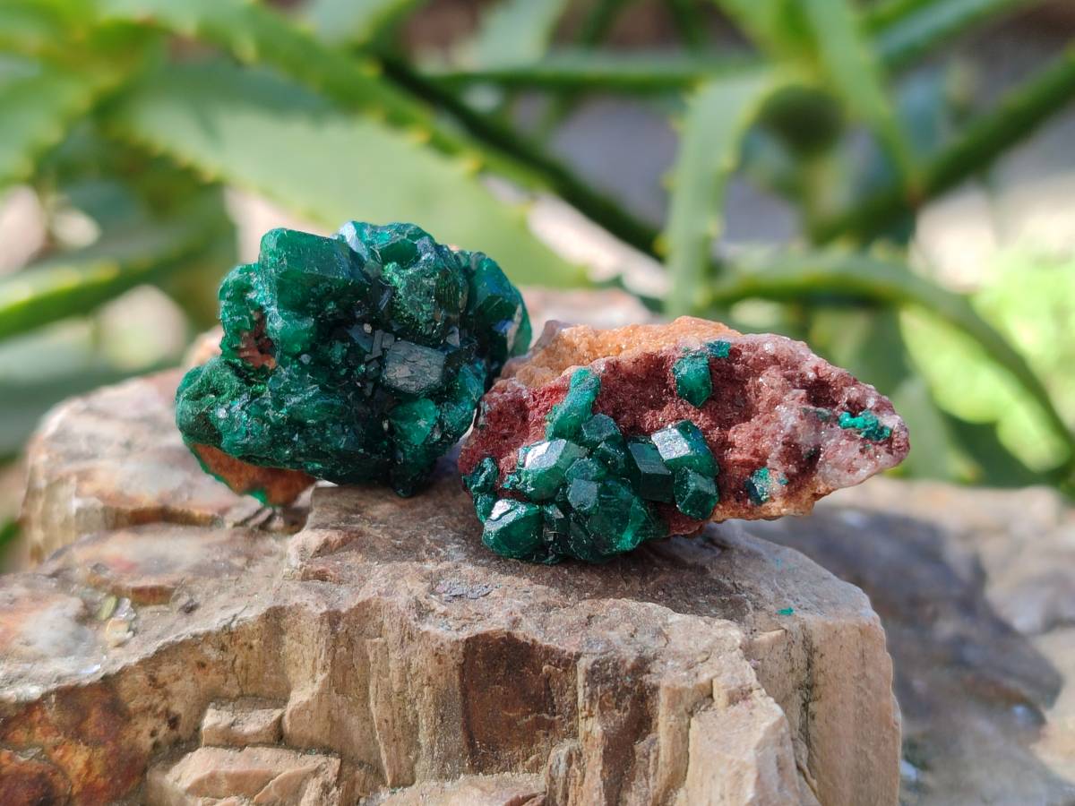 Natural Dioptase on Dolomite Matrix Specimens x 23 From Likasi, Congo - Toprock Gemstones and Minerals 
