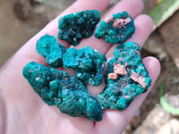 Natural Dioptase on Dolomite Matrix Specimens x 23 From Likasi, Congo