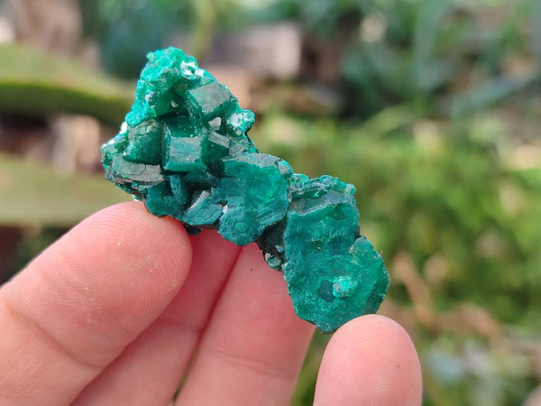 Natural Dioptase on Dolomite Matrix Specimens x 23 From Likasi, Congo