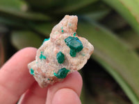 Natural Dioptase on Dolomite Matrix Specimens x 23 From Likasi, Congo