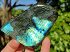 Polished Labradorite Standing Free Forms x 4 From Tulear, Madagascar - Toprock Gemstones and Minerals 