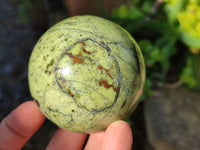 Polished Leopard Stone Spheres x 6 From Nyanga, Zimbabwe