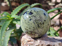 Polished Leopard Stone Spheres x 6 From Nyanga, Zimbabwe