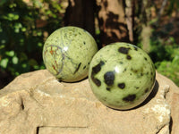 Polished Leopard Stone Spheres x 6 From Nyanga, Zimbabwe