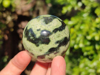 Polished Leopard Stone Spheres x 6 From Nyanga, Zimbabwe