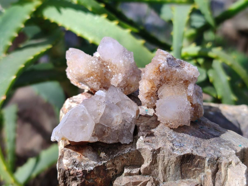 Natural Spirit Quartz Crystals x 70 From Boekenhouthoek, South Africa - Toprock Gemstones and Minerals 