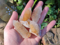 Natural Golden Limonite Coated Spirit Quartz Clusters x 35 From Boekenhouthoek, South Africa
