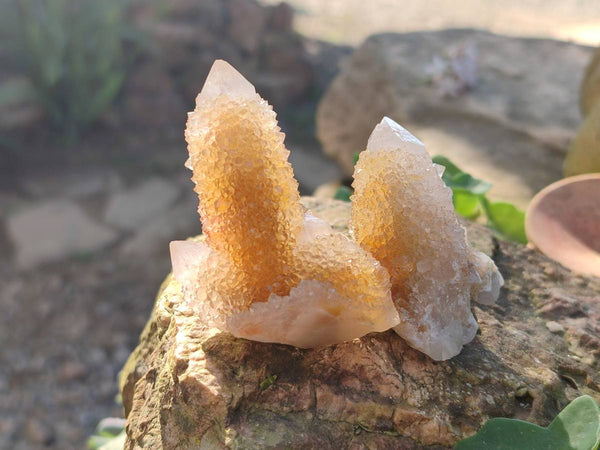Natural Golden Limonite Coated Spirit Quartz Clusters x 35 From Boekenhouthoek, South Africa
