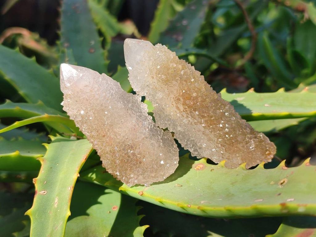 Natural Golden Limonite Coated Spirit Quartz Clusters x 35 From Boekenhouthoek, South Africa - Toprock Gemstones and Minerals 