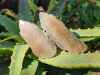 Natural Golden Limonite Coated Spirit Quartz Clusters x 35 From Boekenhouthoek, South Africa