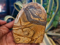 Polished Picture Stone Jasper Standing Free Forms x 3 From Northwest Coast, Madagascar - Toprock Gemstones and Minerals 