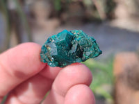 Natural Small Dioptase Clusters x 35 From Likasi, Congo