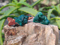 Natural Small Dioptase Clusters x 35 From Likasi, Congo