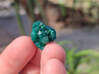 Natural Small Dioptase Clusters x 35 From Likasi, Congo