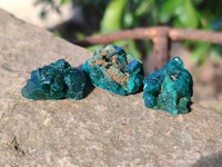 Natural Small Dioptase Clusters x 35 From Likasi, Congo