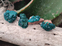 Natural Small Dioptase Clusters x 35 From Likasi, Congo