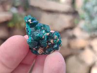 Natural Small Dioptase Clusters x 35 From Likasi, Congo