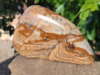 Polished Picture Stone Jasper Standing Free Forms x 2 From Ais-Ais, Namibia - Toprock Gemstones and Minerals 