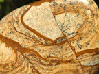 Polished Picture Stone Jasper Standing Free Forms x 2 From Ais-Ais, Namibia - Toprock Gemstones and Minerals 