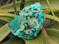Natural A Grade Drusy Coated Chrysocolla and Malachite Specimen x 1 From Congo