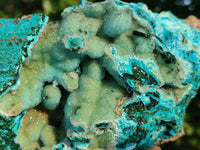 Natural A Grade Drusy Coated Chrysocolla and Malachite Specimen x 1 From Congo