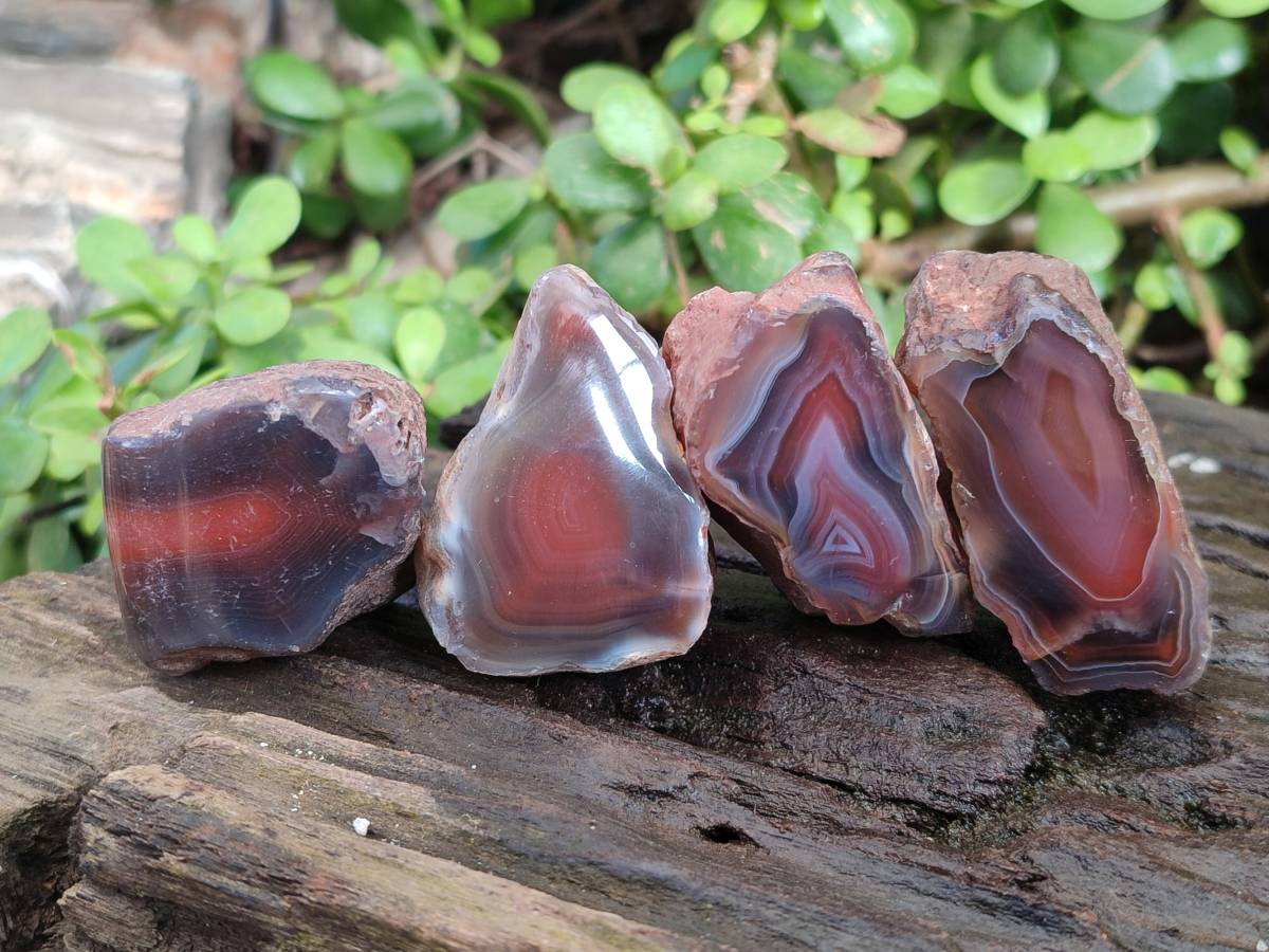 Polished On One Side Red Sashe River Agate Nodules x 20 From Zimbabwe - Toprock Gemstones and Minerals 
