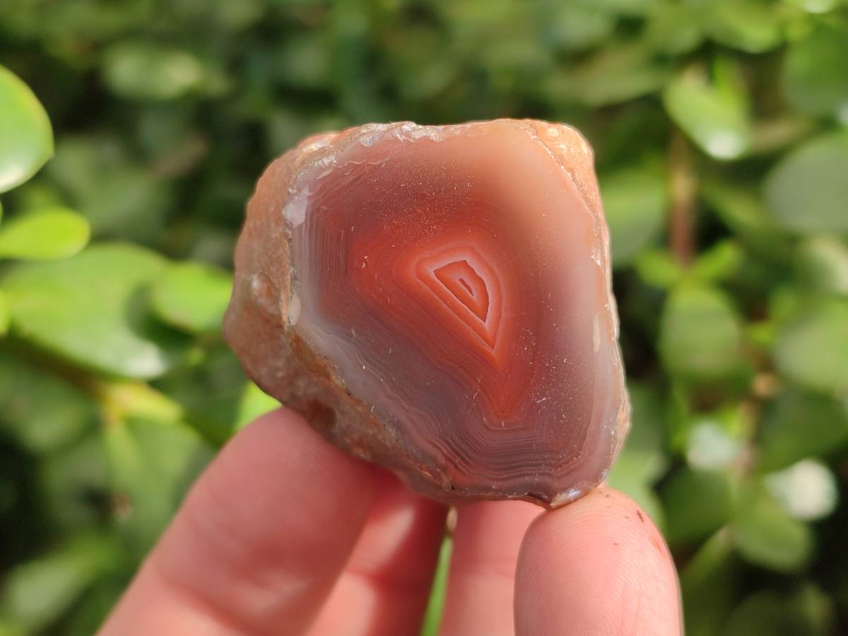 Polished On One Side Red Sashe River Agate Nodules x 20 From Zimbabwe - Toprock Gemstones and Minerals 
