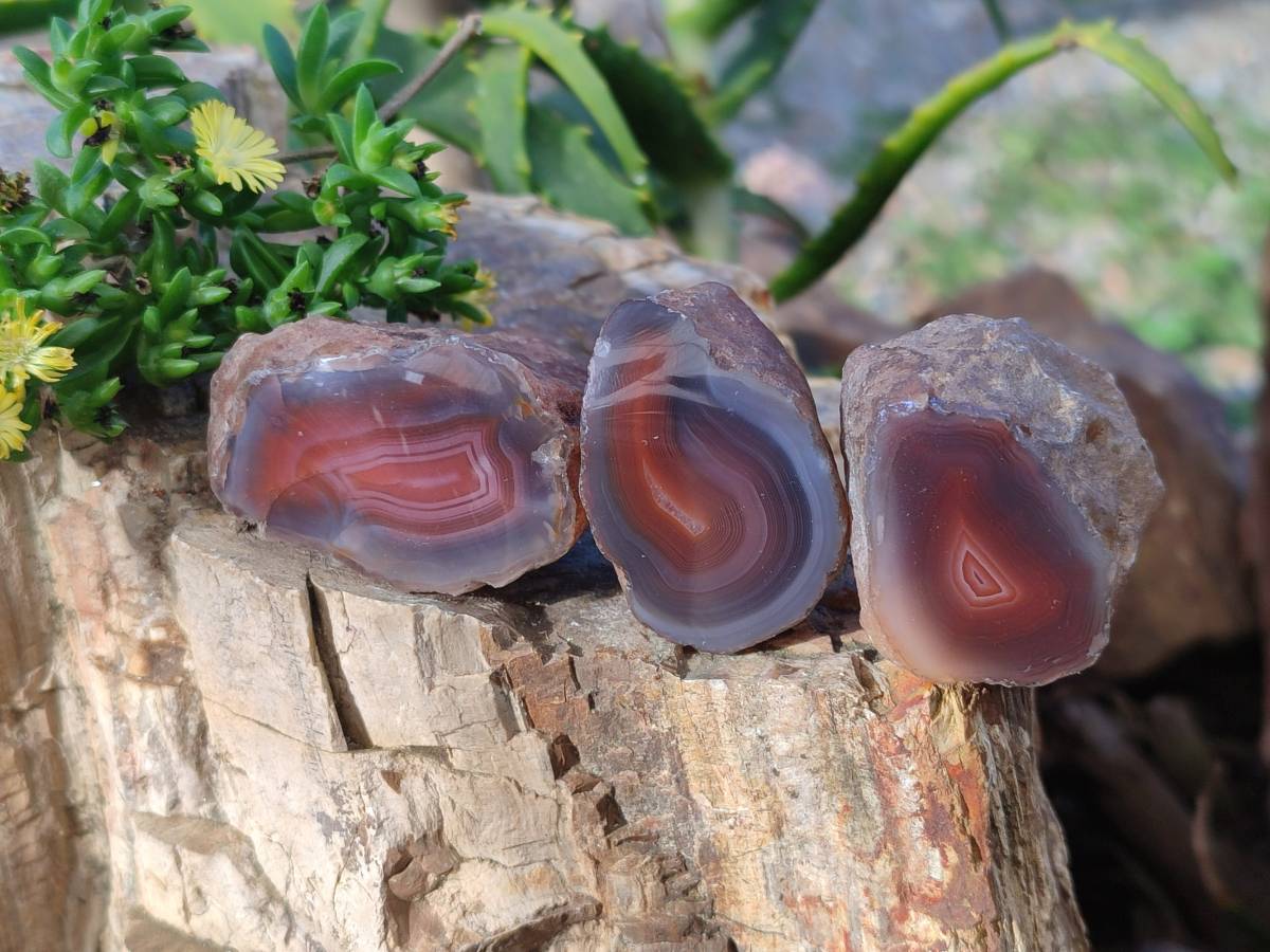 Polished On One Side Red Sashe River Agate Nodules x 20 From Zimbabwe - Toprock Gemstones and Minerals 