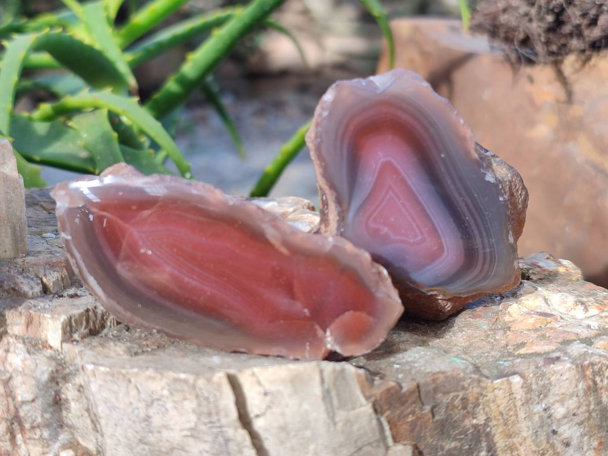 Polished On One Side Red Sashe River Agate Nodules x 20 From Zimbabwe - Toprock Gemstones and Minerals 