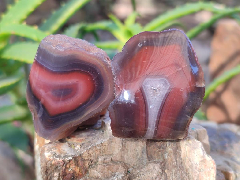 Polished On One Side Red Sashe River Agate Nodules x 20 From Zimbabwe - Toprock Gemstones and Minerals 
