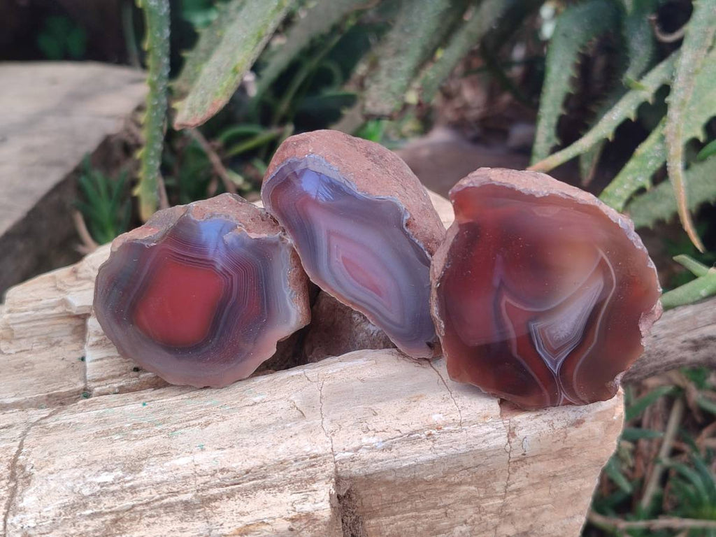 Polished On One Side Red Sashe River Agate Nodules x 20 From Zimbabwe - Toprock Gemstones and Minerals 