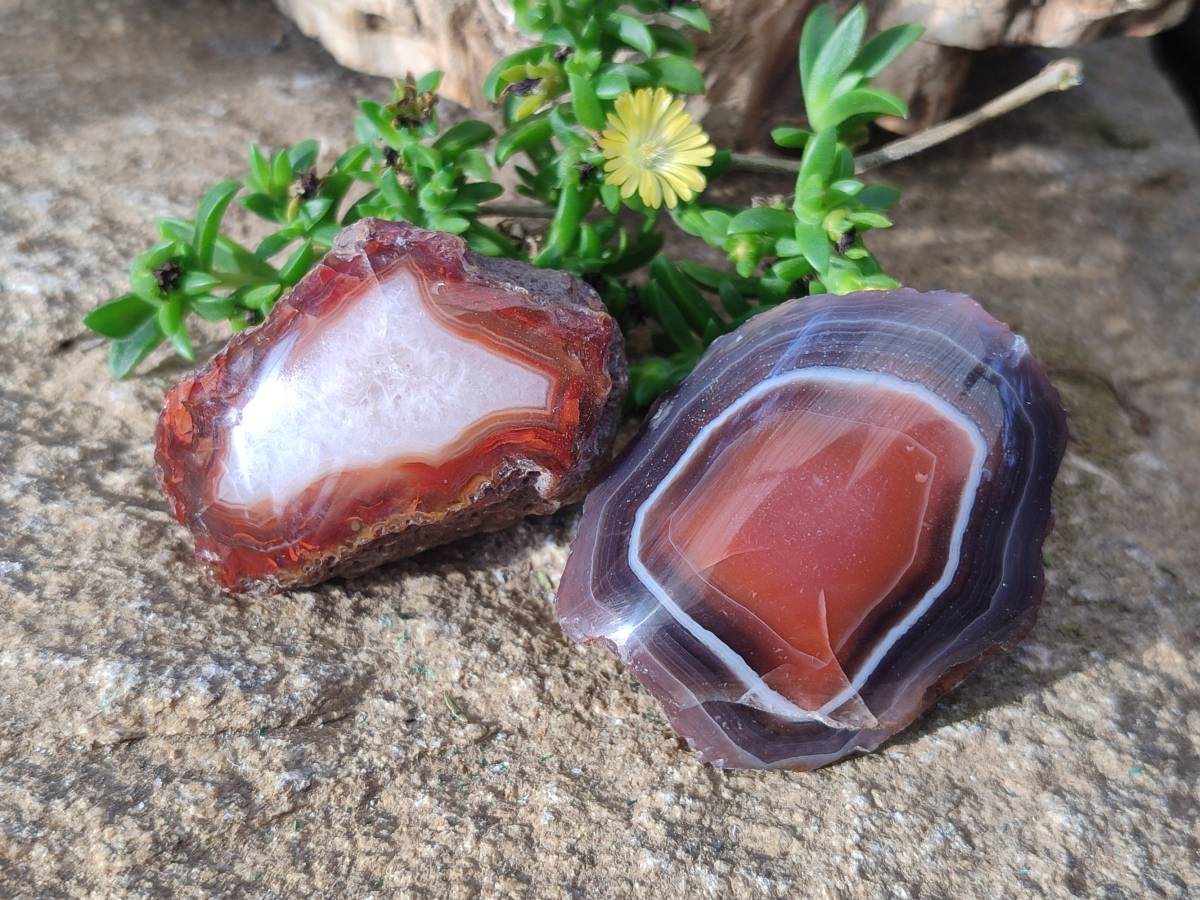 Polished On One Side Red Sashe River Agate Nodules x 20 From Zimbabwe - Toprock Gemstones and Minerals 