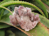 Natural Hematoid Quartz Clusters x 4 From Zimbabwe
