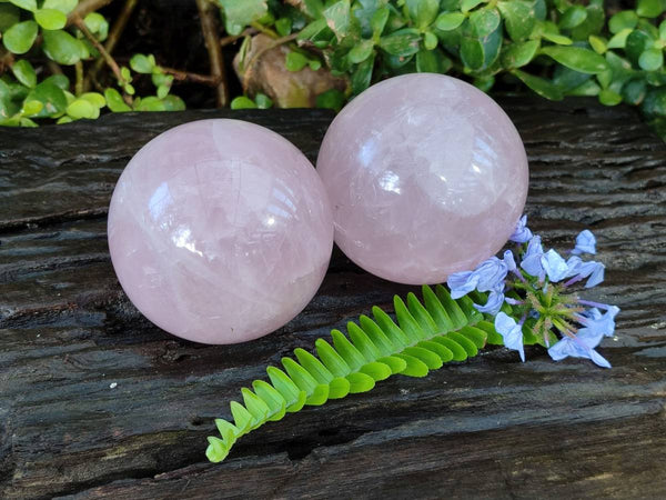 Polished Star Gemmy Rose Quartz Spheres x 2 From Madagascar