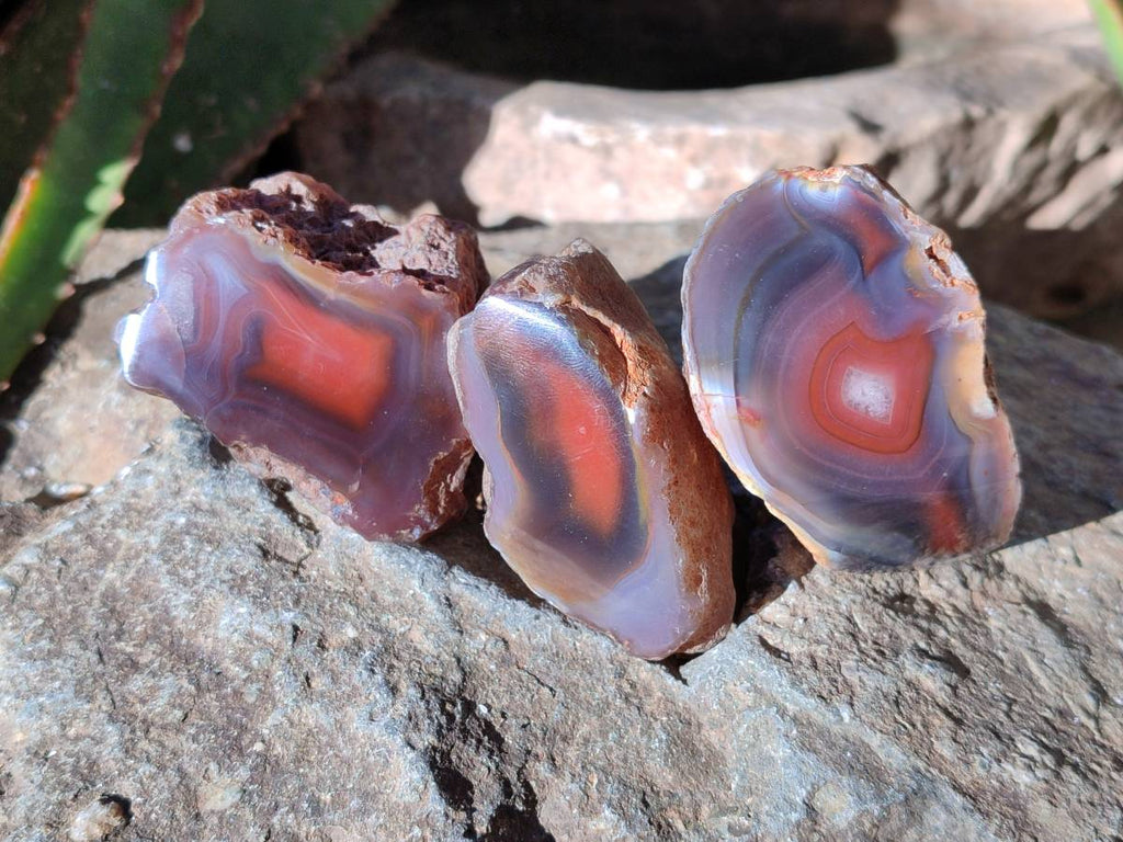 Polished On One Side Red Sashe River Agate Nodules x 12 From Zimbabwe - Toprock Gemstones and Minerals 