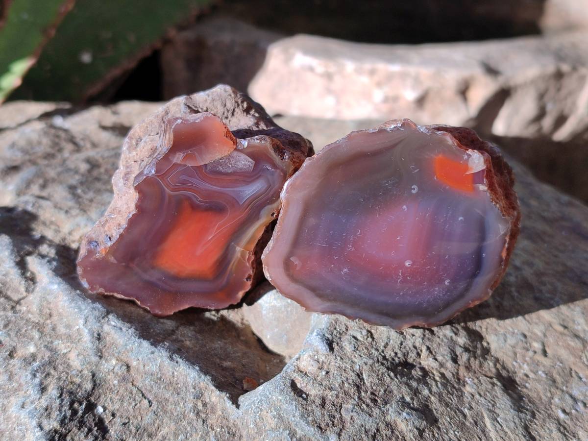 Polished On One Side Red Sashe River Agate Nodules x 12 From Zimbabwe - Toprock Gemstones and Minerals 