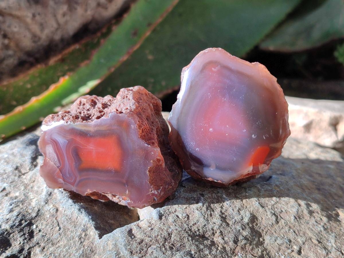 Polished On One Side Red Sashe River Agate Nodules x 12 From Zimbabwe - Toprock Gemstones and Minerals 