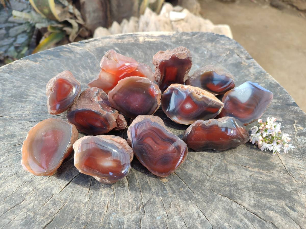 Polished On One Side Red Sashe River Agate Nodules x 12 From Zimbabwe - Toprock Gemstones and Minerals 