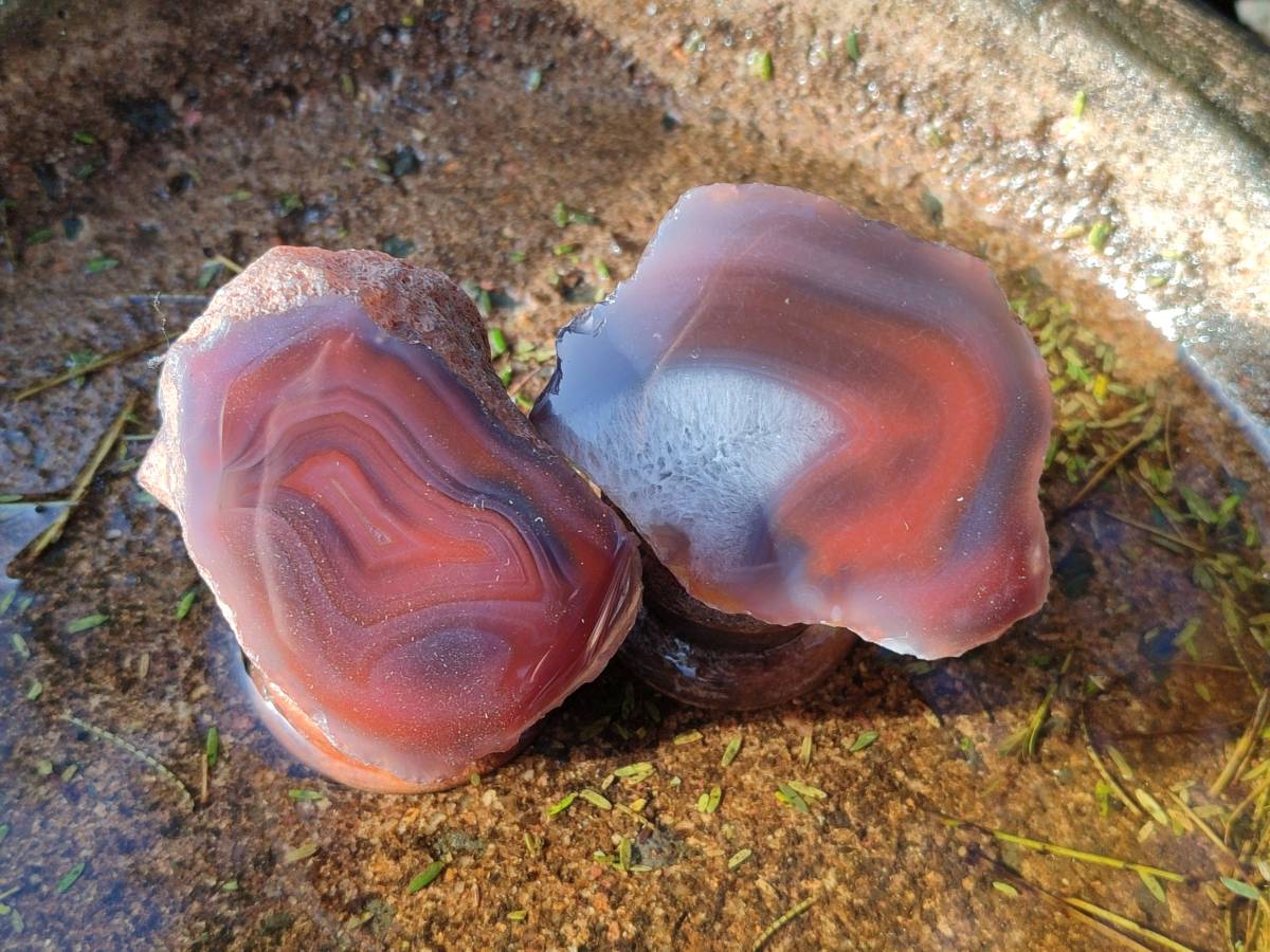 Polished On One Side Red Sashe River Agate Nodules x 12 From Zimbabwe - Toprock Gemstones and Minerals 