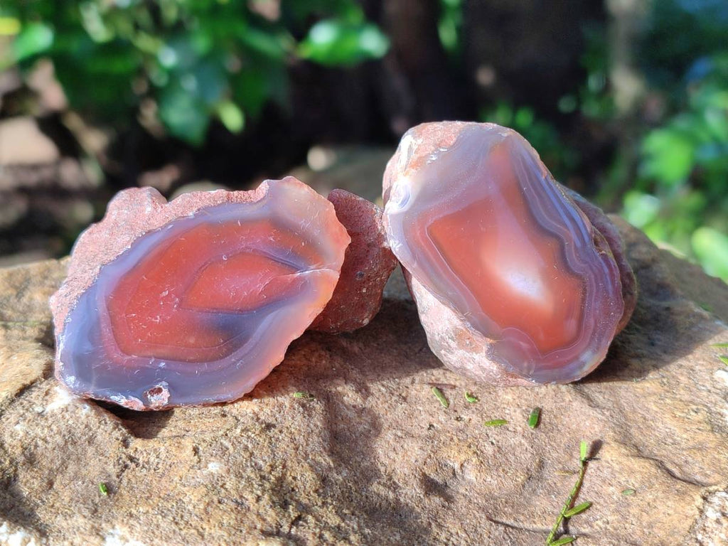 Polished On One Side Red Sashe River Agate Nodules x 12 From Zimbabwe - Toprock Gemstones and Minerals 