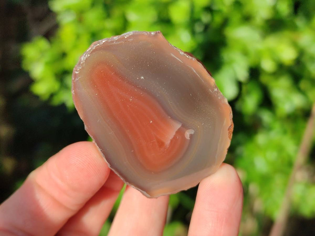 Polished On One Side Red Sashe River Agate Nodules x 12 From Zimbabwe - Toprock Gemstones and Minerals 