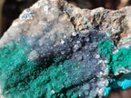 Natural Drusy Coated Malachite with Cobaltion Dolomite and Chrysocolla Specimens x 2 From Congo - Toprock Gemstones and Minerals 