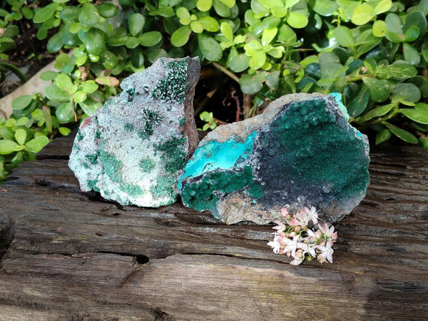 Natural Drusy Coated Malachite with Cobaltion Dolomite and Chrysocolla Specimens x 2 From Congo