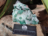 Natural Drusy Coated Malachite with Cobaltion Dolomite and Chrysocolla Specimens x 2 From Congo