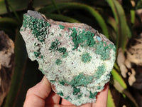 Natural Drusy Coated Malachite with Cobaltion Dolomite and Chrysocolla Specimens x 2 From Congo