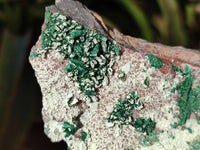 Natural Drusy Coated Malachite with Cobaltion Dolomite and Chrysocolla Specimens x 2 From Congo